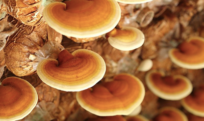 5 Reasons to Add Mushrooms Into Your Daily Routine: Mushroom Benefits Backed By Science